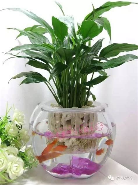 水種植物 風水